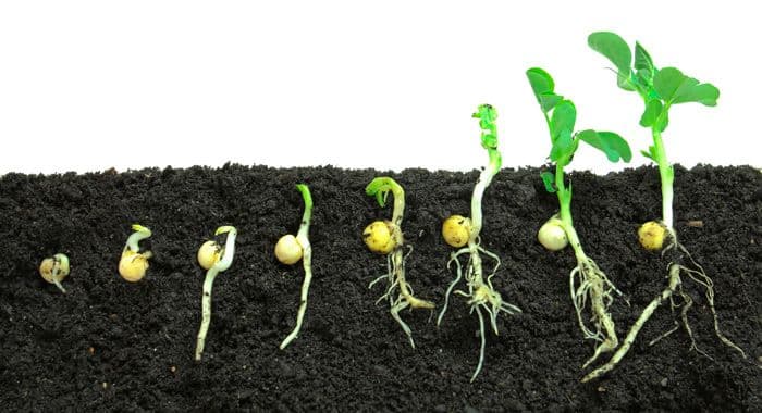 The Nursery: not every idea deserves to be planted