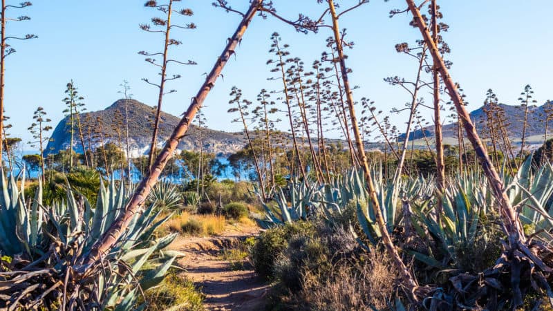 Framework Agave: how I manage (and kill) my side projects